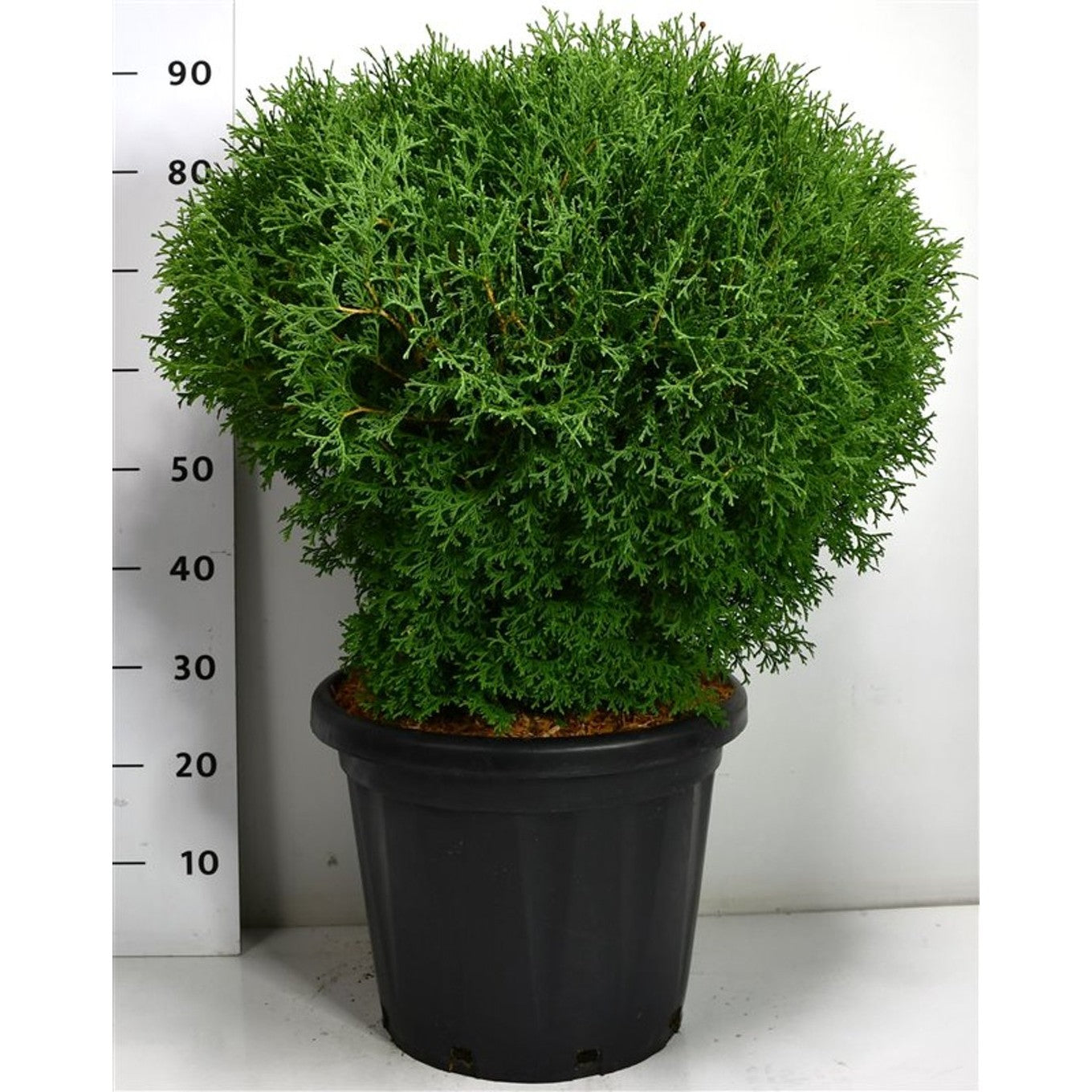 Thuja – Thuja occidentalis 'Tiny Tim' - C25 50-60 cm.